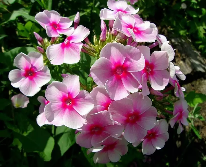आम्ही कुटीरसाठी सर्वात नम्र फुले निवडतो: 23 योग्य प्रजाती 8087_63