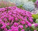 Kiválasztjuk a leggyakoribb virágokat a házhoz: 23 megfelelő faj 8087_73