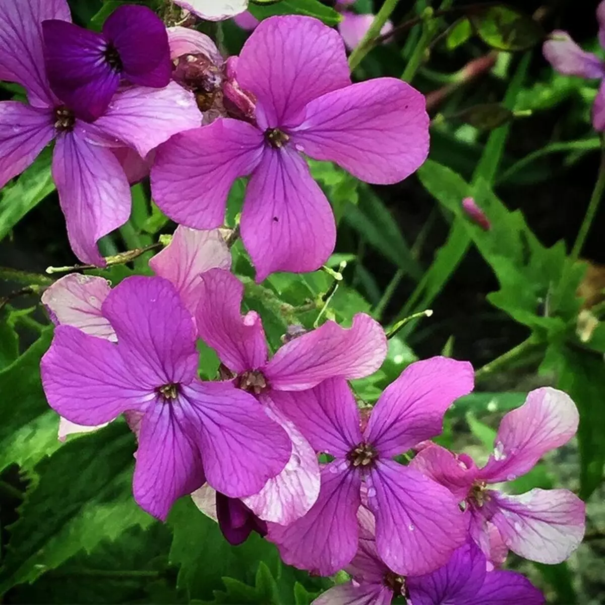 Scegliamo i fiori più senza pretese per il cottage: 23 specie adeguate 8087_82