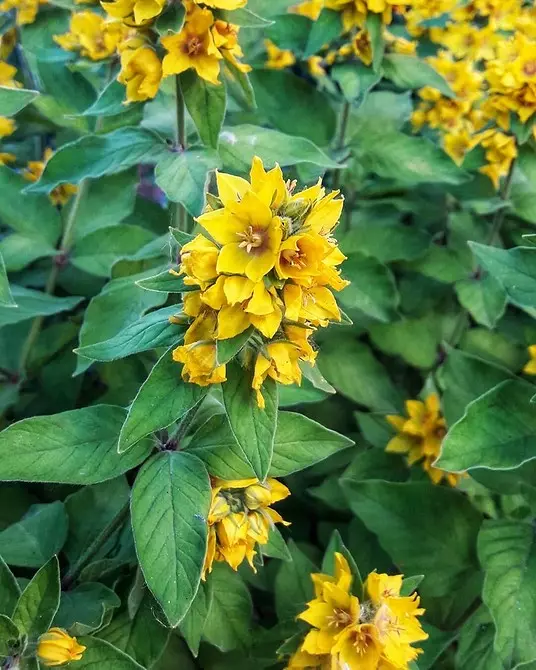 Elegimos las flores más sin pretensiones para la casa: 23 especies adecuadas. 8087_86