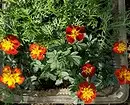 Wir wählen die unprätgsten Blumen für das Häuschen: 23 Geeignete Arten 8087_89