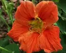Vybereme si nejkrásnější květiny pro chalupu: 23 vhodných druhů 8087_94