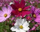 Επιλέγουμε τα πιο απεριόριστα λουλούδια για το εξοχικό: 23 κατάλληλα είδη 8087_99