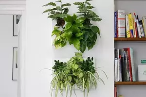 6 Spectacular Indoor Plants alang sa usa ka gamay nga apartment 808_1