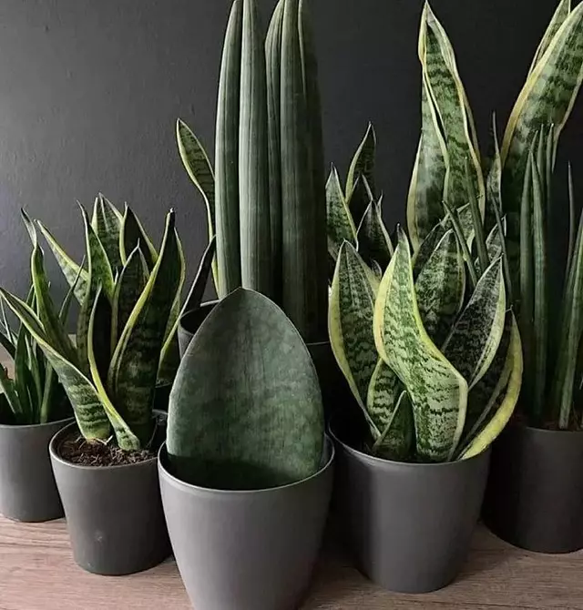 6 Spectacular Indoor Plants alang sa usa ka gamay nga apartment 808_11