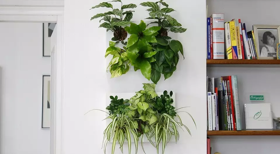 6 Spectacular siseruumides taime väikese korteri jaoks