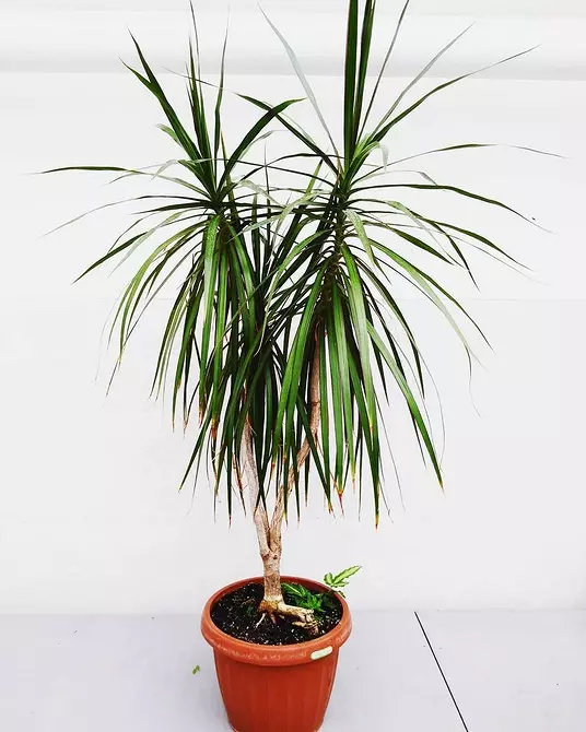 6 tanaman indoor yang spektakuler untuk apartemen kecil 808_20
