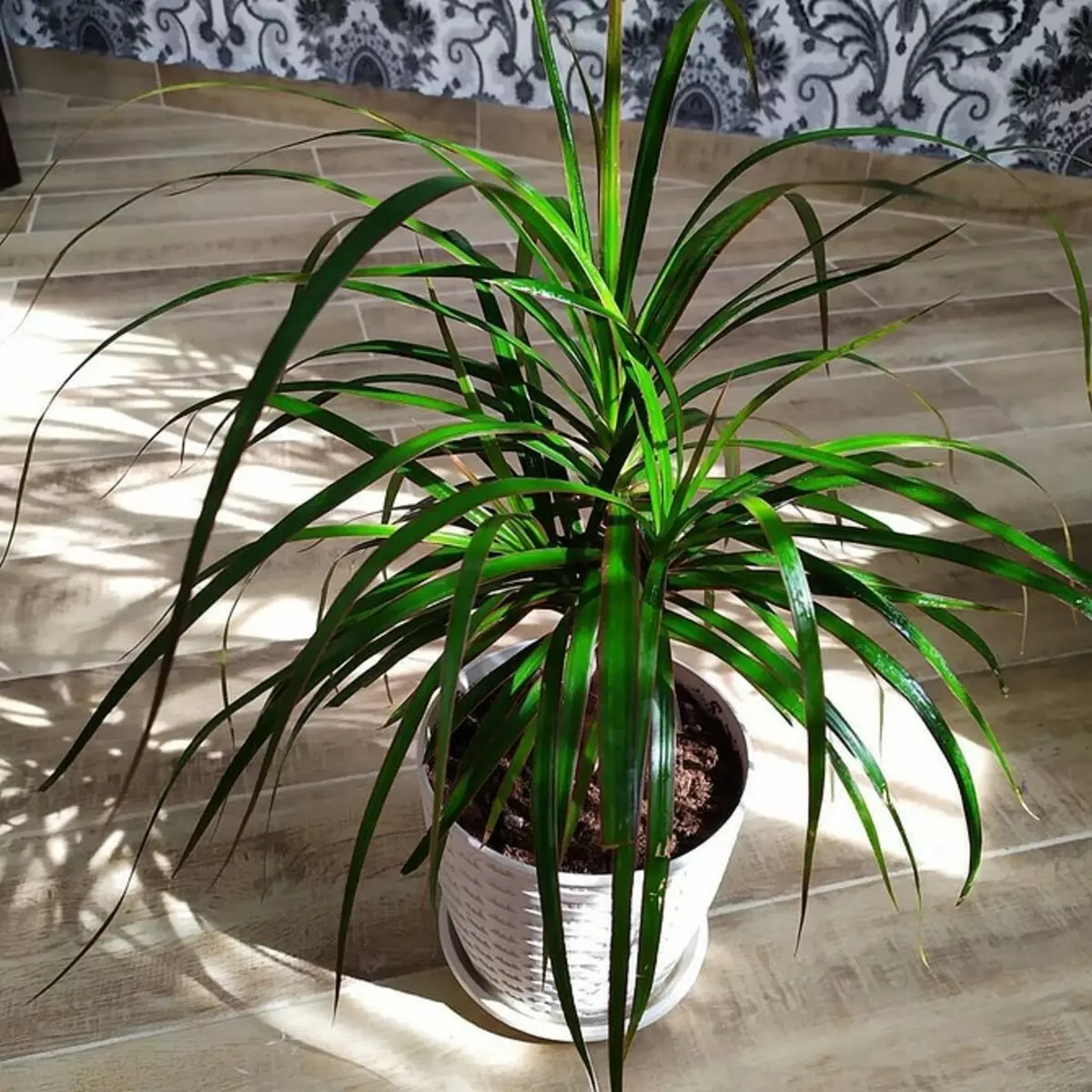 6 tanaman indoor yang spektakuler untuk apartemen kecil 808_21