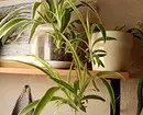 6 Spectacular Indoor Plants alang sa usa ka gamay nga apartment 808_23