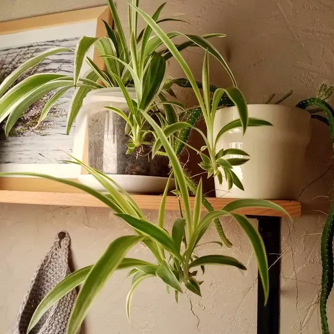 6 tanaman indoor yang spektakuler untuk apartemen kecil 808_25