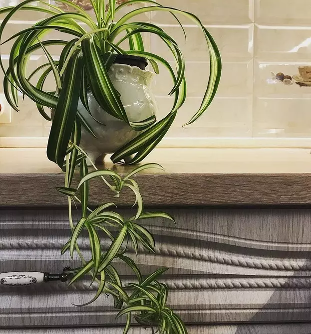 6 spectacular indoor plants for a small apartment 808_26
