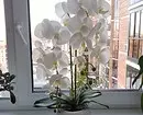 6 spektakularne notranje rastline za majhno stanovanje 808_28