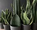 6 spectacular indoor plants for a small apartment 808_9