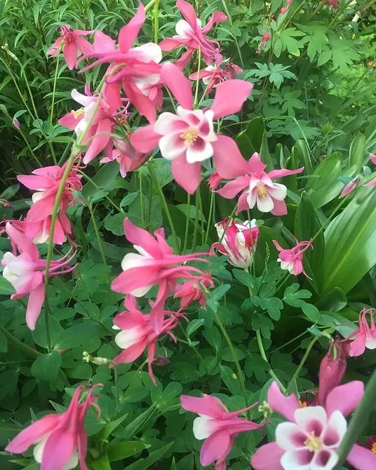 10 schöne Blumen, die in Ihrem Garten auch ohne Sorge blühen werden 8180_13