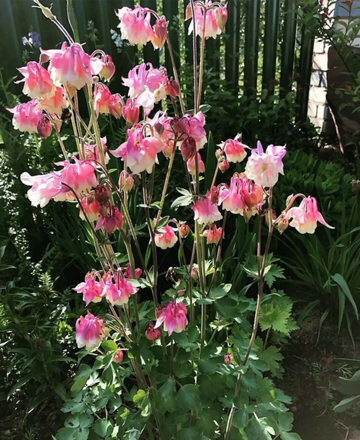 10 schöne Blumen, die in Ihrem Garten auch ohne Sorge blühen werden 8180_14