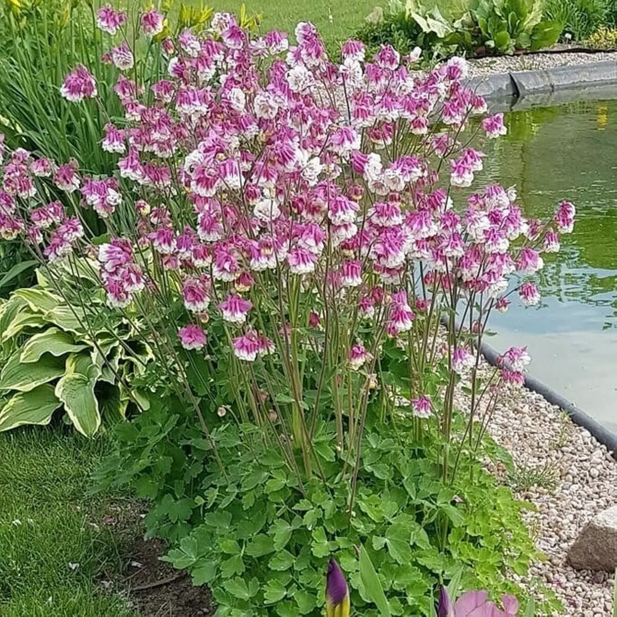 10 schöne Blumen, die in Ihrem Garten auch ohne Sorge blühen werden 8180_15