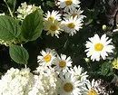 10 pięknych kwiatów, które kwitną w twoim ogrodzie nawet bez opieki 8180_20