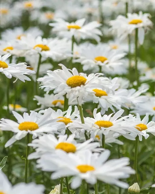 10 schöne Blumen, die in Ihrem Garten auch ohne Sorge blühen werden 8180_21