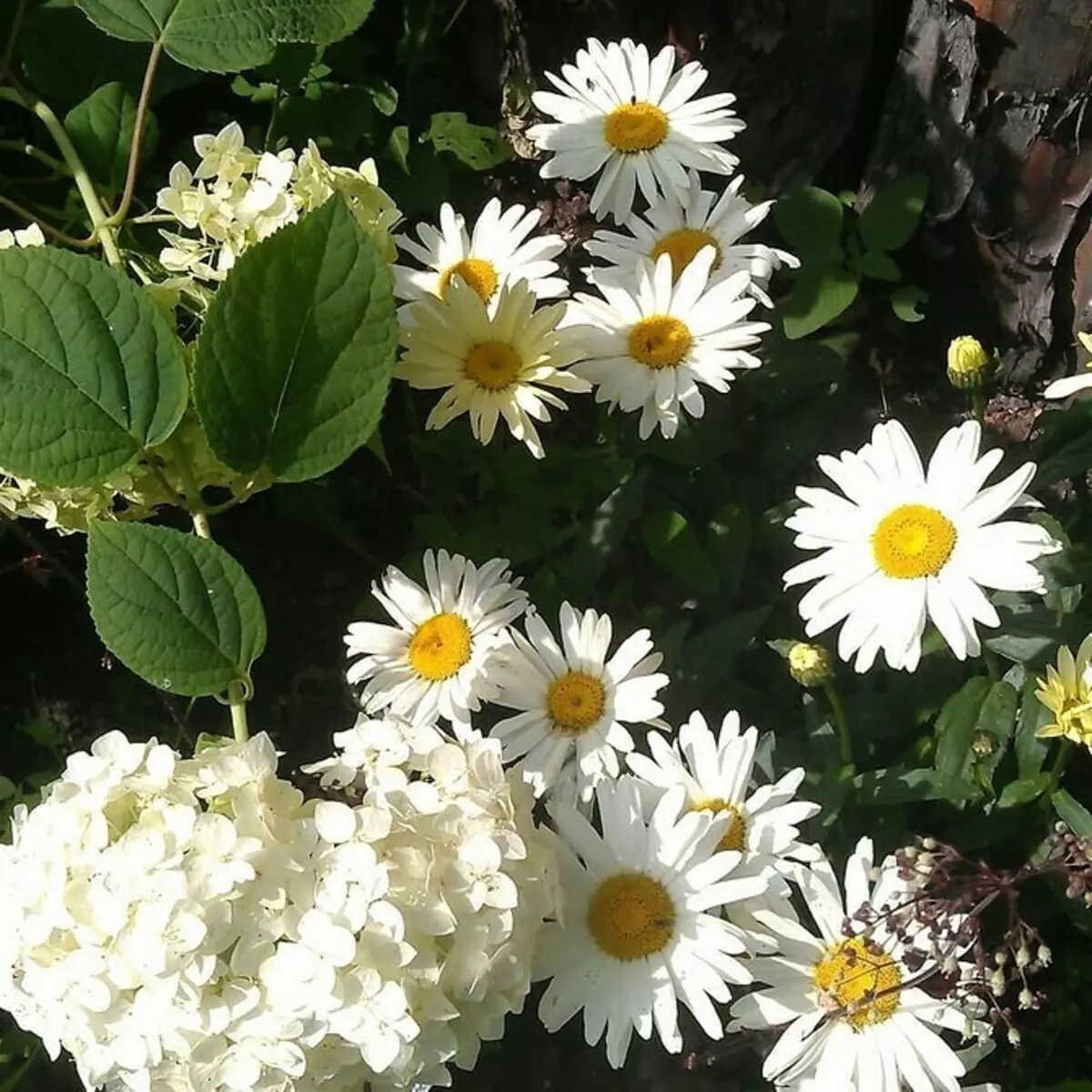 10 pięknych kwiatów, które kwitną w twoim ogrodzie nawet bez opieki 8180_23