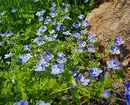 10 schöne Blumen, die in Ihrem Garten auch ohne Sorge blühen werden 8180_26