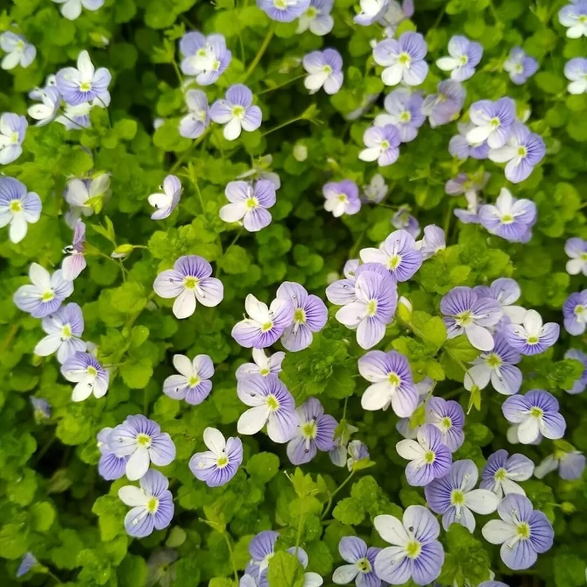 10個美麗的花朵，即使沒有護理，也會綻放在你的花園裡 8180_28