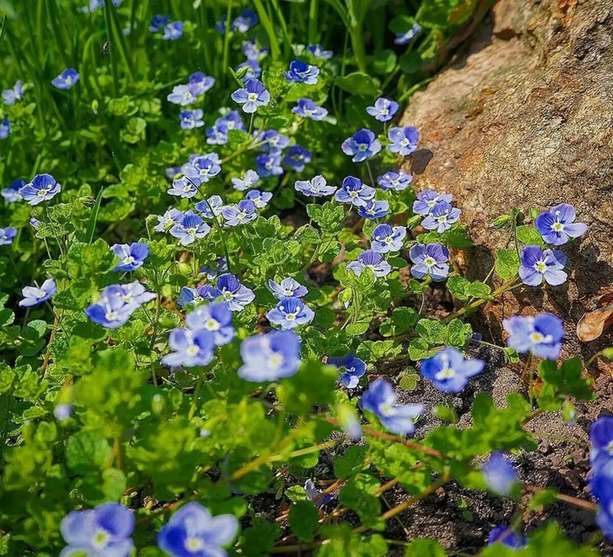 10 schöne Blumen, die in Ihrem Garten auch ohne Sorge blühen werden 8180_29