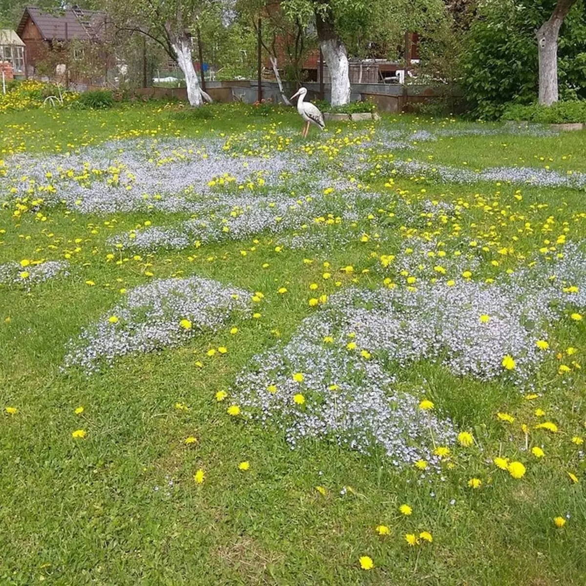 10 skaisti ziedi, kas ziedēs jūsu dārzā pat bez aprūpes 8180_30