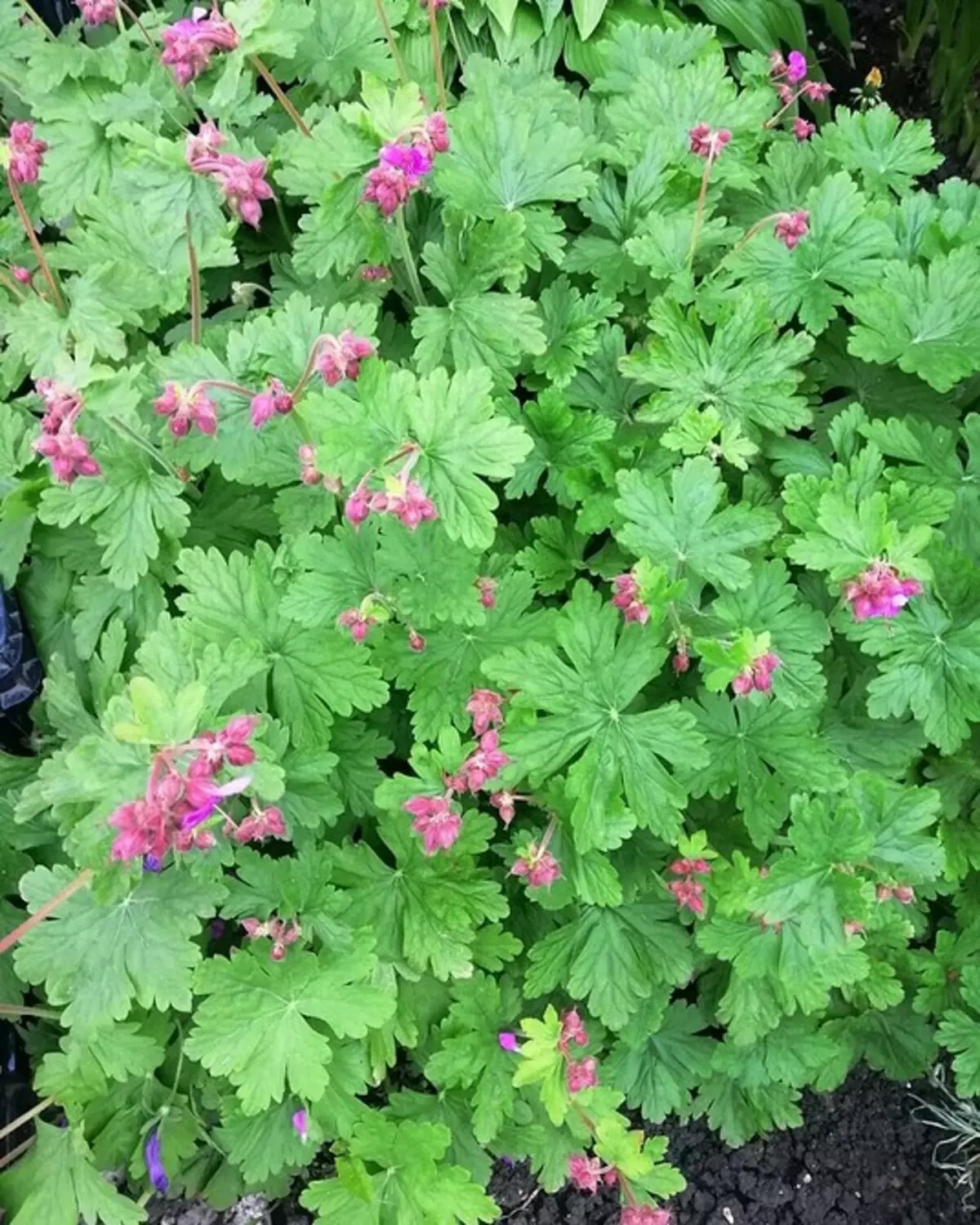 10 schöne Blumen, die in Ihrem Garten auch ohne Sorge blühen werden 8180_43