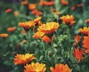 10 pięknych kwiatów, które kwitną w twoim ogrodzie nawet bez opieki 8180_46