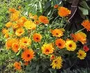 10 schöne Blumen, die in Ihrem Garten auch ohne Sorge blühen werden 8180_47