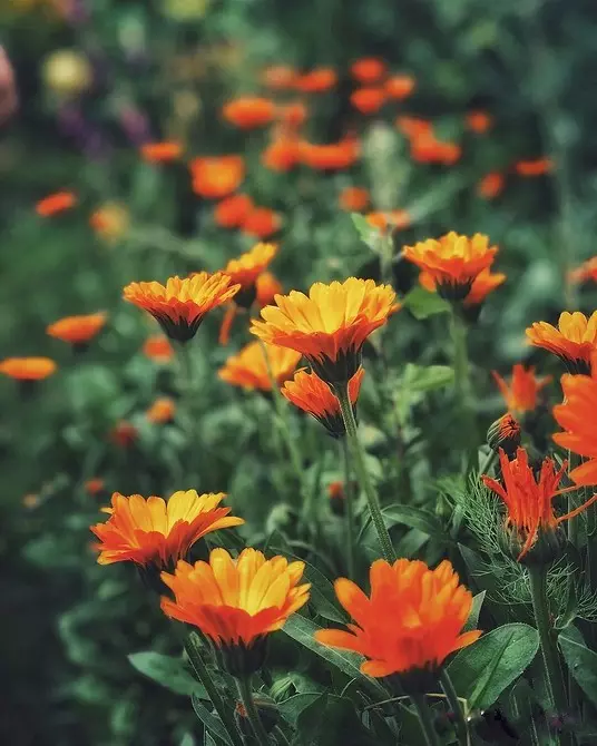 10 pięknych kwiatów, które kwitną w twoim ogrodzie nawet bez opieki 8180_49