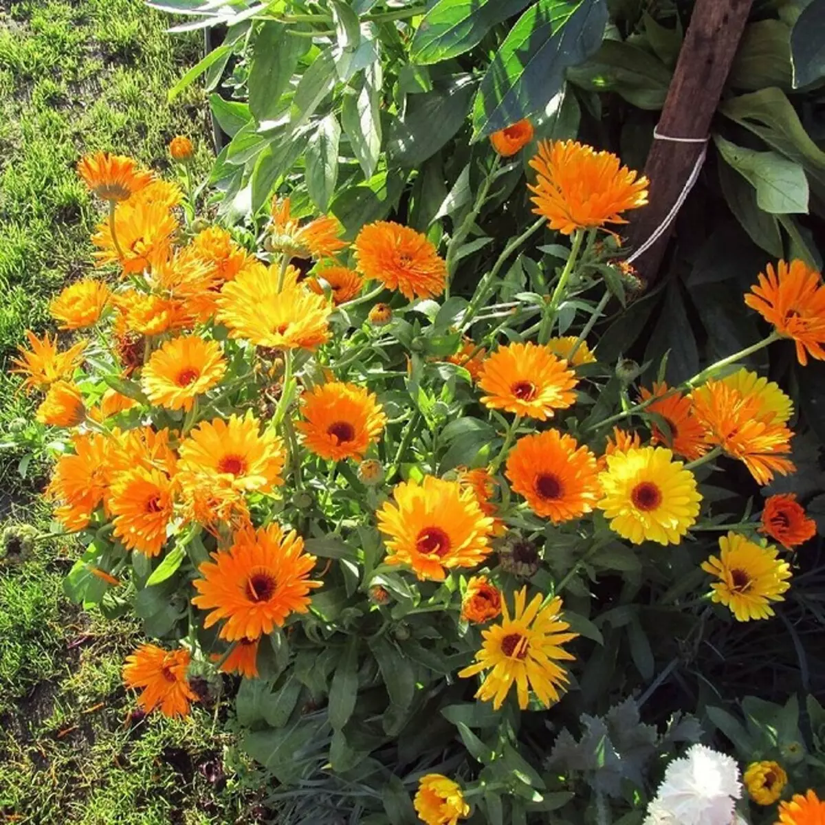 10 pięknych kwiatów, które kwitną w twoim ogrodzie nawet bez opieki 8180_50