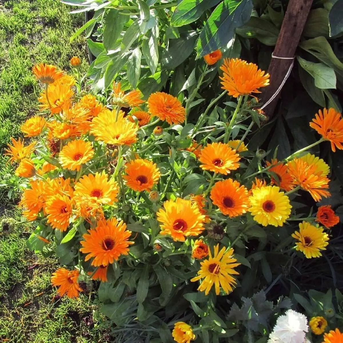 10 schöne Blumen, die in Ihrem Garten auch ohne Sorge blühen werden 8180_50