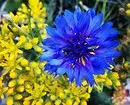 10 pięknych kwiatów, które kwitną w twoim ogrodzie nawet bez opieki 8180_55