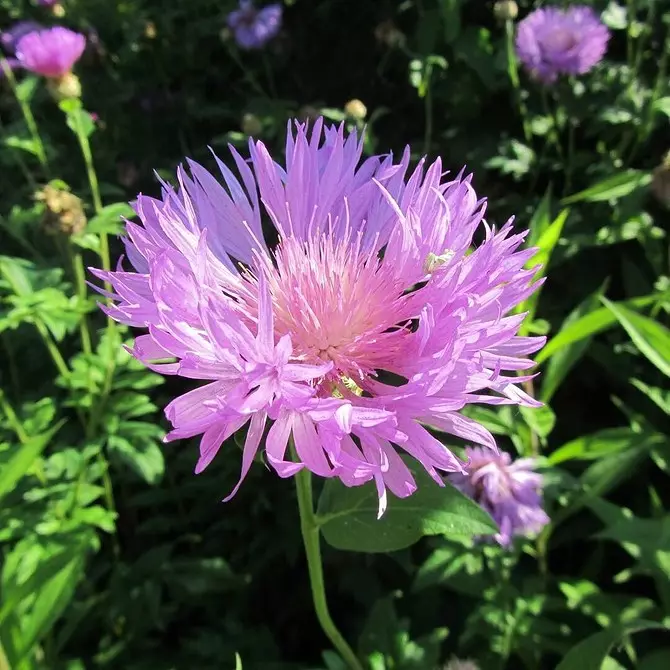 10 schöne Blumen, die in Ihrem Garten auch ohne Sorge blühen werden 8180_56