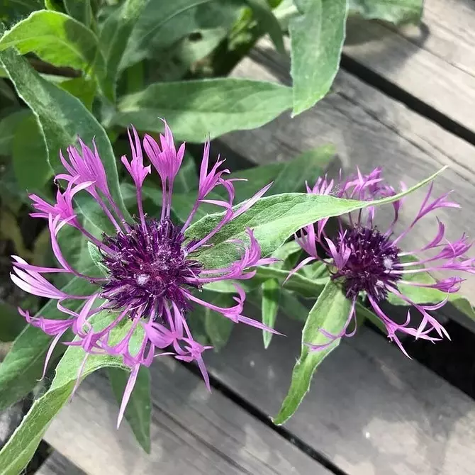 10 schöne Blumen, die in Ihrem Garten auch ohne Sorge blühen werden 8180_57