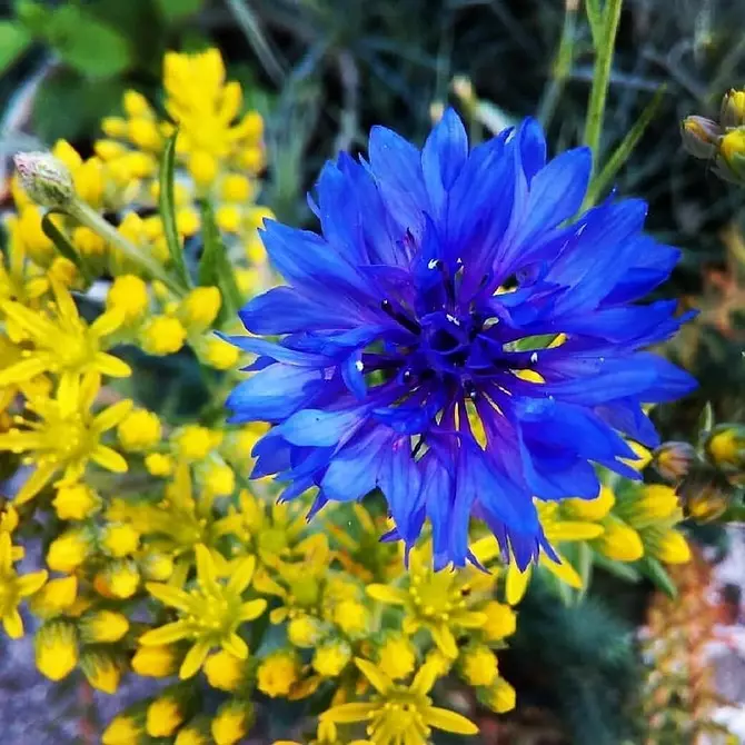 10 schöne Blumen, die in Ihrem Garten auch ohne Sorge blühen werden 8180_58