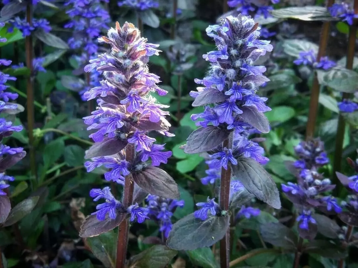 10 schöne Blumen, die in Ihrem Garten auch ohne Sorge blühen werden 8180_6