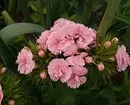 10 pięknych kwiatów, które kwitną w twoim ogrodzie nawet bez opieki 8180_61