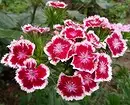 10 pięknych kwiatów, które kwitną w twoim ogrodzie nawet bez opieki 8180_62
