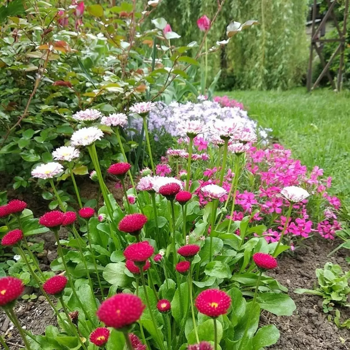 10 pięknych kwiatów, które kwitną w twoim ogrodzie nawet bez opieki 8180_69