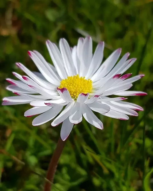 10個美麗的花朵，即使沒有護理，也會綻放在你的花園裡 8180_70