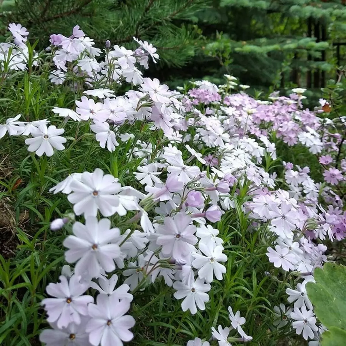 10 smukke blomster, der vil blomstre i din have selv uden pleje 8180_71