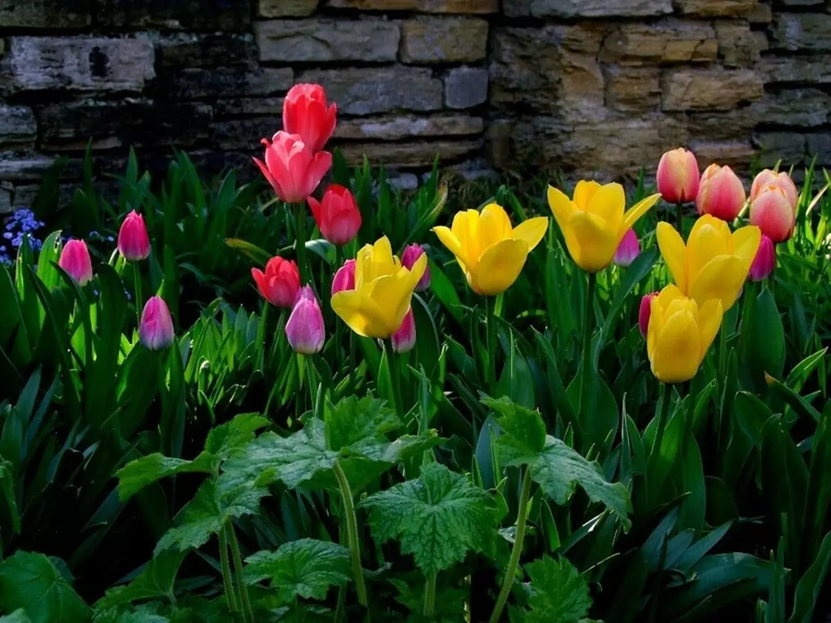 Hoe kinne jo prachtige blommenbêden meitsje, fersierd mei stiennen: Kies passende materialen en rassen 8202_49