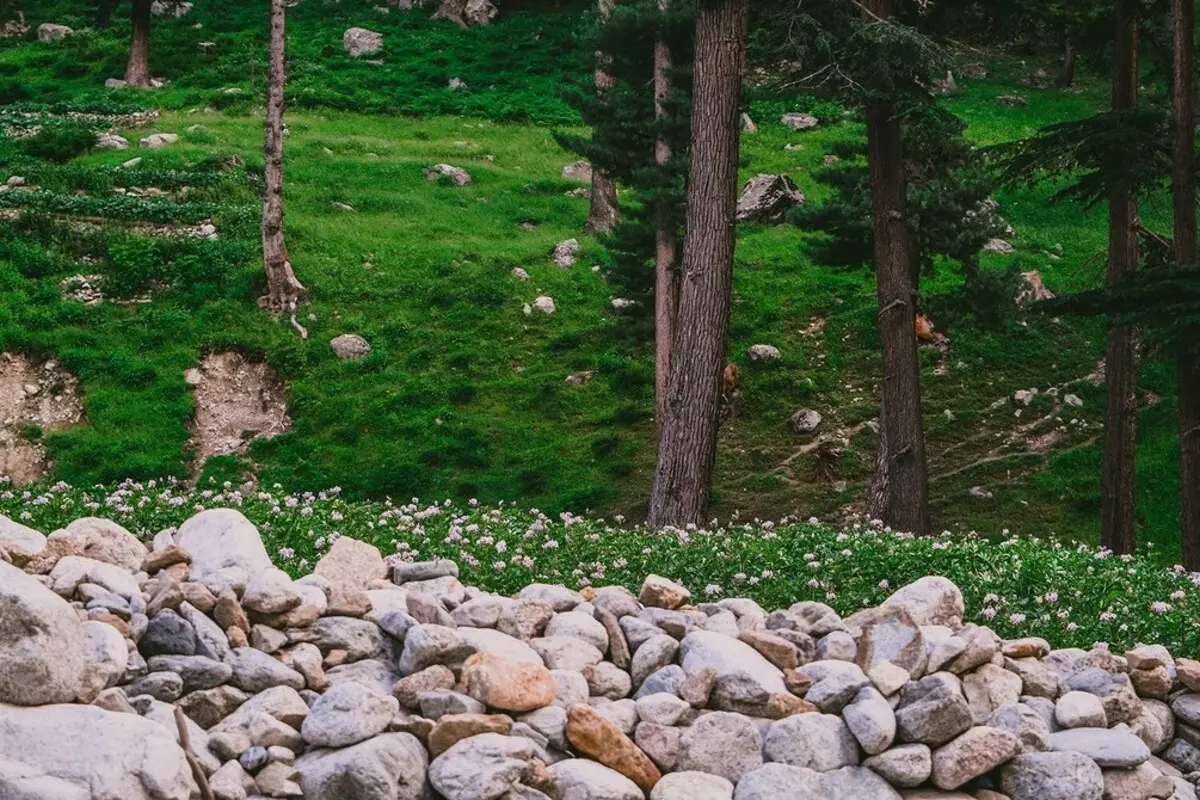 چگونه می توان تخت های گل زیبا، تزئین شده با سنگ ها: مواد مناسب و نژادهای مناسب را انتخاب کنید 8202_79