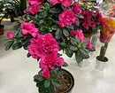 5 सुंदर पौधे जो सर्दियों में खिलते हैं 832_12