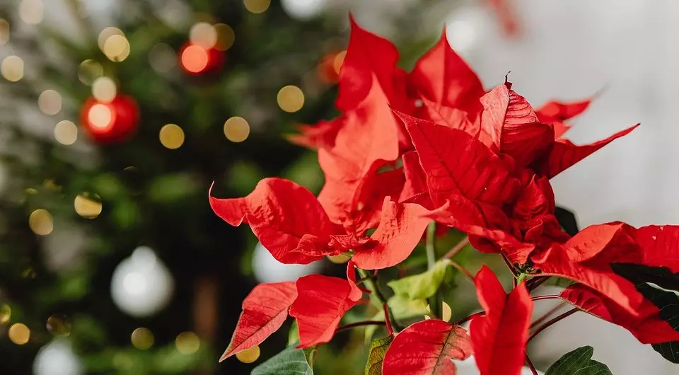 5 mooie planten die in de winter bloeien