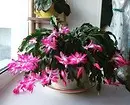 5 prachtige planten dy't yn 'e winter bloeie 832_21