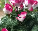 5 prachtige planten dy't yn 'e winter bloeie 832_28