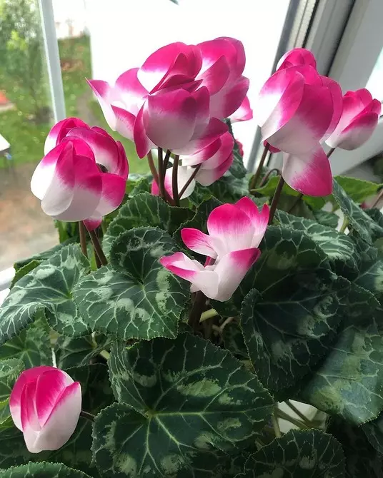 5 vackra växter som blommar på vintern 832_31